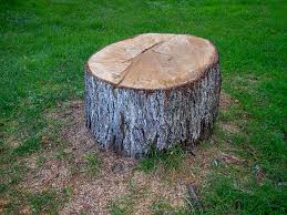 Chestnut Ridge, NY Tree Care Company