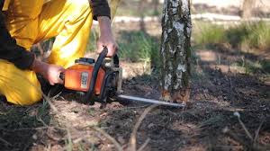 How Our Tree Care Process Works  in  Chestnut Ridge, NY