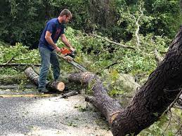 Best Stump Grinding and Removal  in Chestnut Ridge, NY