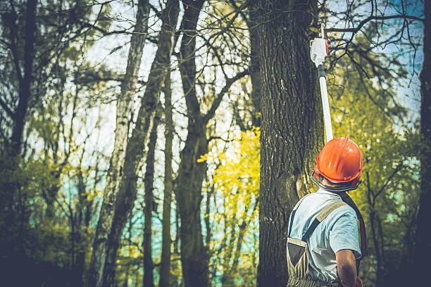 Best Root Management and Removal  in Chestnut Ridge, NY
